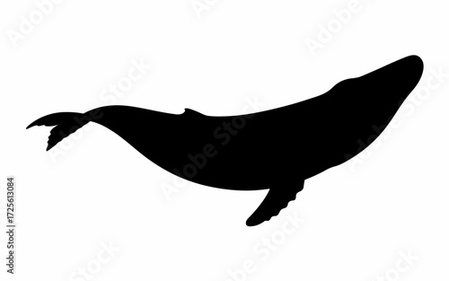silhouette of a dolphin