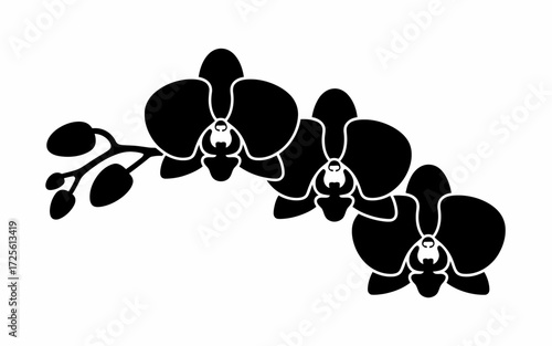 bunch of grapes