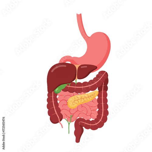 Flat 2D vector illustration of the essential human digestive system internal organs, clearly presented on a clean, plain white background for medical and educational purposes.