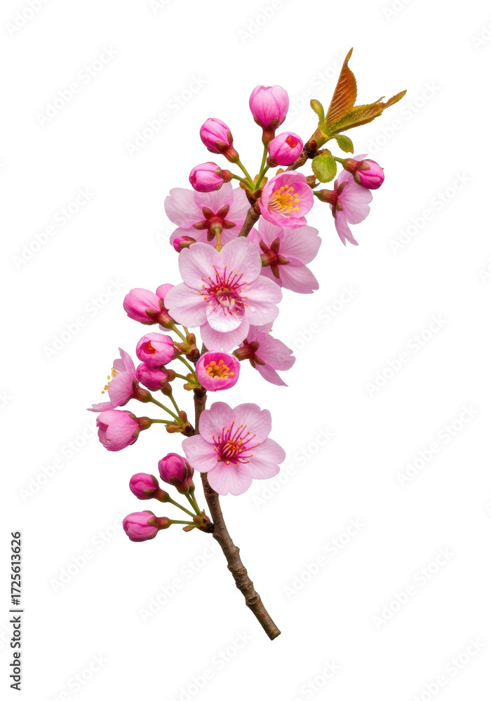 Obraz premium An elegantly curved branch of delicate pink cherry blossoms, with open vibrant flowers and closed buds, a sparkling dewdrop on a petal, isolated on a transparent background, concept of pristine