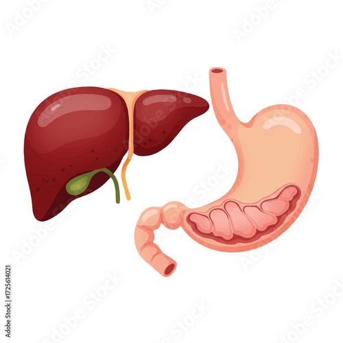 A clear 2D flat vector illustration of human internal organs, specifically focusing on the liver and stomach, presented on a clean white background for educational and medical purposes.