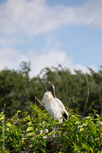 bird in the tree nesting 