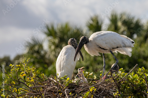Two Wood Storks perched on top of tree feeding chick in nest