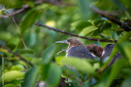 Tricolored Heron mouth open squawking 