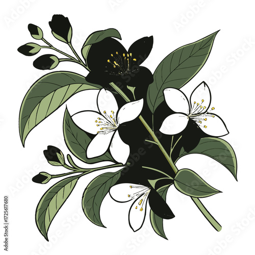 Illustration of jasmine flowers isolated on white background, displaying its elegant white petals and dark green leaves, symbolizing purity and grace in a minimalist composition