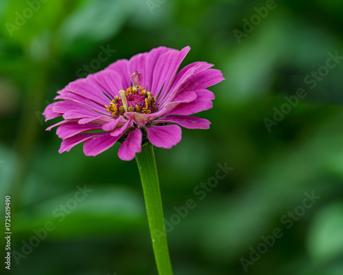 A Purple Zinnia