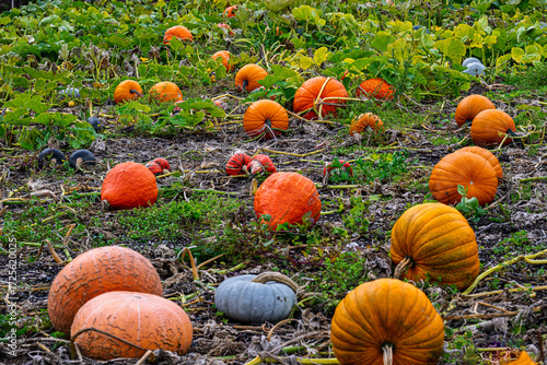 A Pumpkin Patch