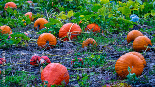A Field of Pumpkins