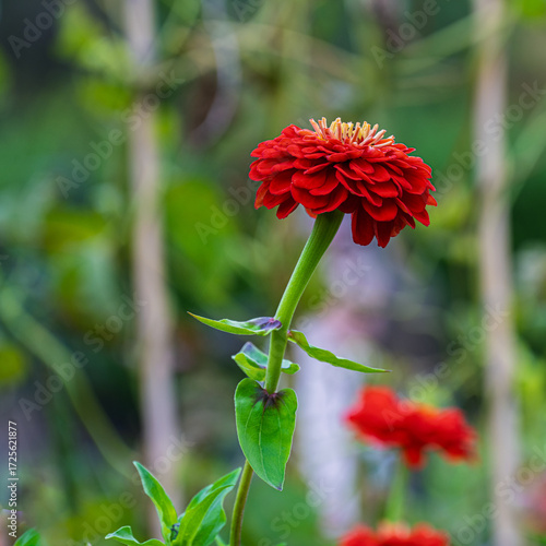 Red Zinnia Elegans