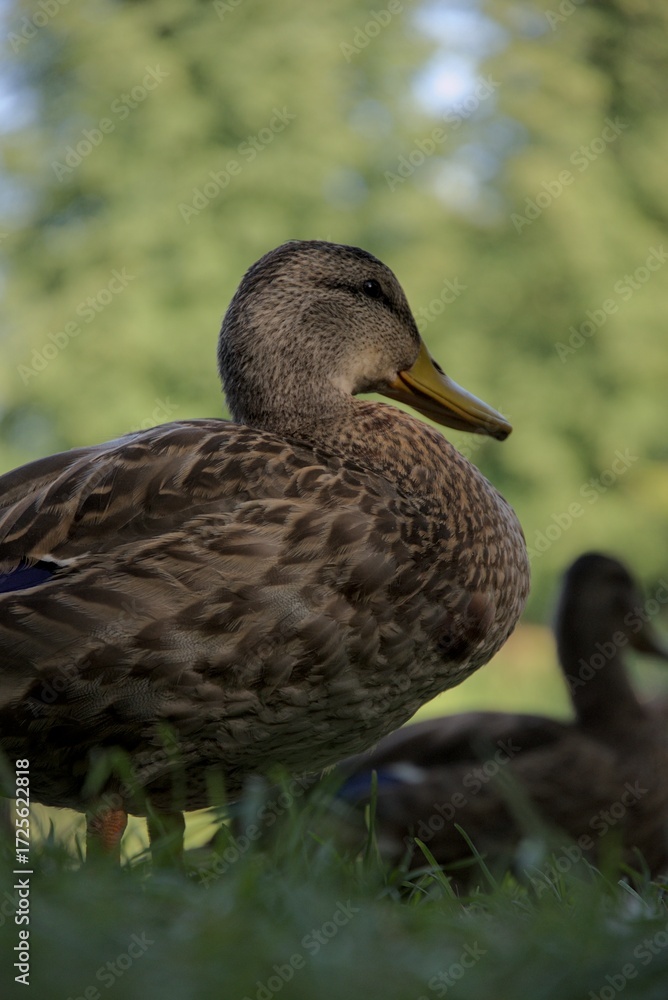 Fototapeta premium Close proximity with duck, close up in the face and feathers 