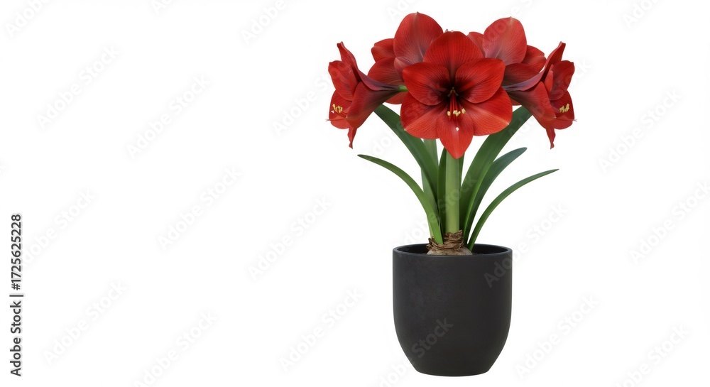 Fototapeta premium Red Amaryllis in Black Pot on White Background