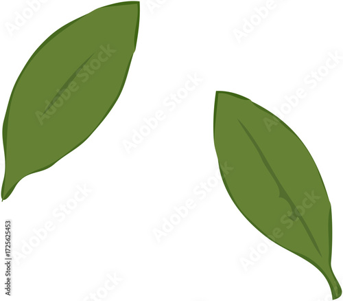 A simple vector illustration of two separate green leaves isolated on a white background.