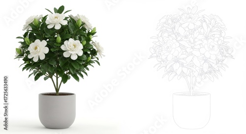 White Gardenia Plant in Gray Pot Against White Background