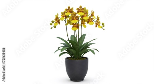 Yellow and Brown Orchid Plant in Dark Gray Pot