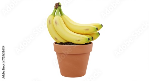Yellow Bananas in Terracotta Pot