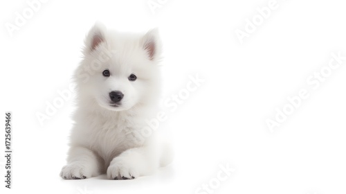 Adorable fluffy Samoyed puppy lying down on a white background