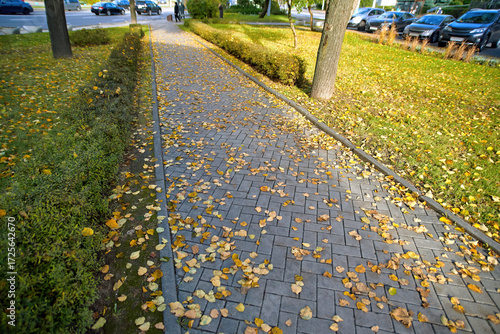 Autumn yellow leaves covering sidewalk pavement on sunny day seasonal foliage background natural environment outdoor texture detail with botanical colors and warm atmosphere