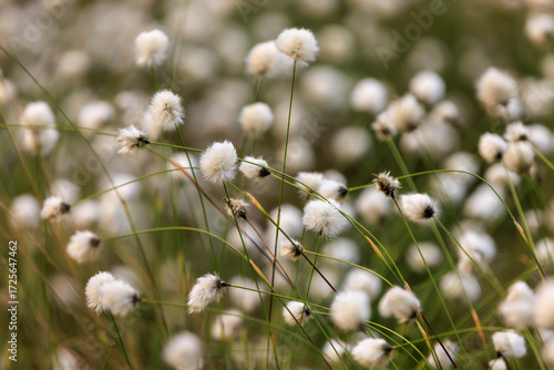 Wollgras im Venner Moor