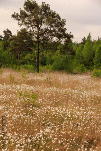Venner Moor im Münsterland