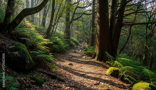 Sunlit forest path with mossy rocks and fallen leaves