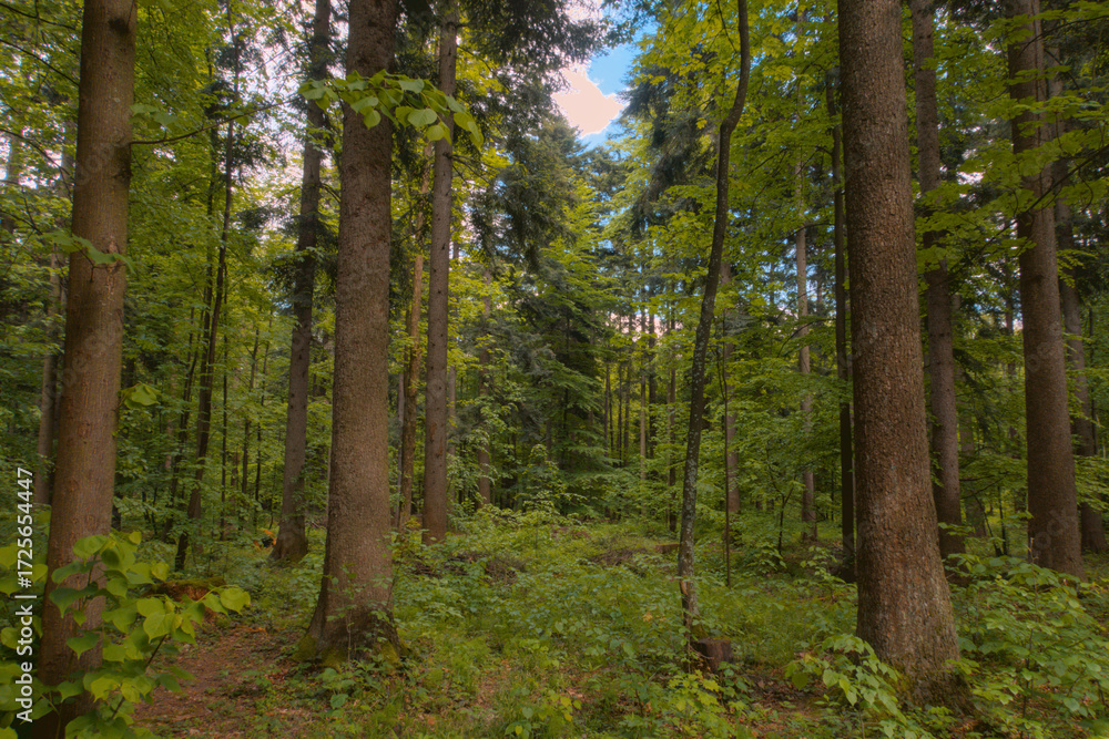 Obraz premium Lush green European forest with dense trees and fresh summer light. Perfect for travel marketing, sustainability campaigns, wellness retreats, and environmental storytelling visuals.