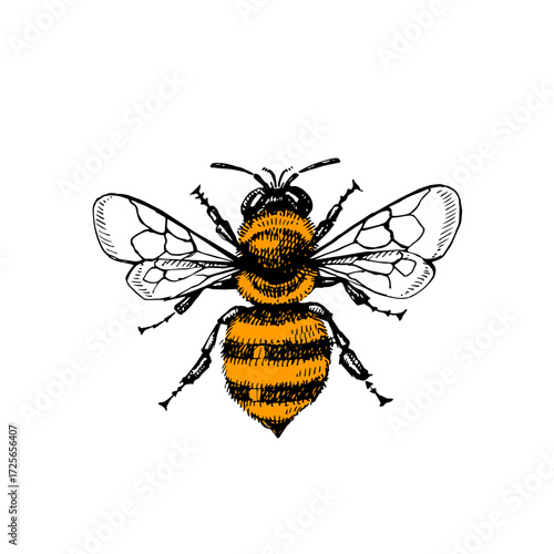 Hand drawn bee sketch. Isolated vector illustration on white background. Honey packaging design