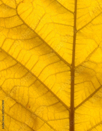 Close-up of a vibrant yellow leaf