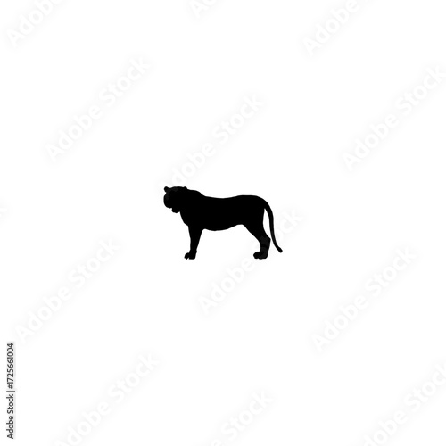 A clean, strong silhouette of a tiger walking, set against a plain white background.