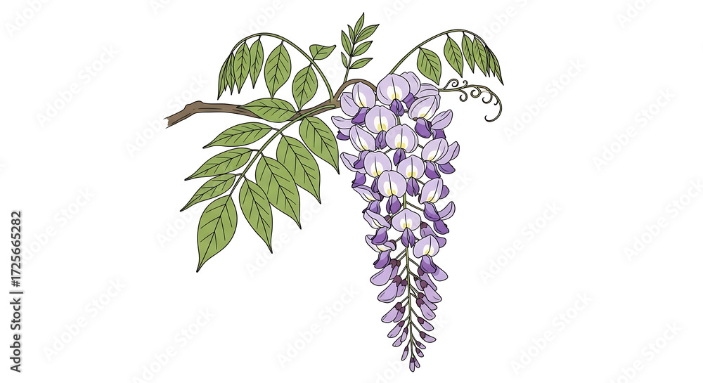 custom made wallpaper toronto digitalIllustration of a flowering wisteria branch with delicate purple blossoms and green leaves, isolated on a white background