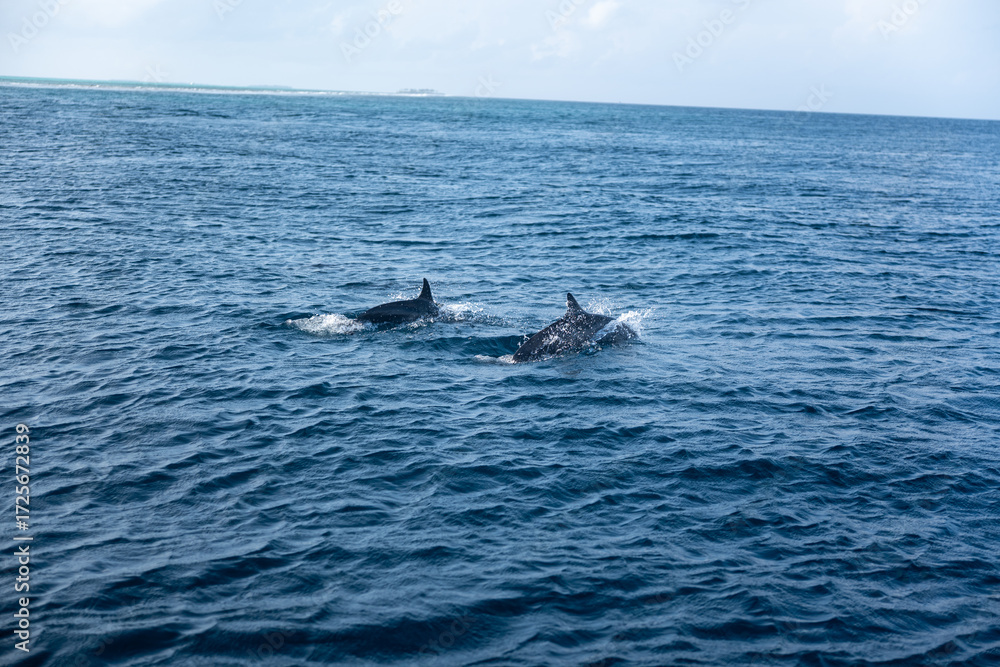 Obraz premium Dolphin swimming close to the surface of the tropical ocean, wildlife background