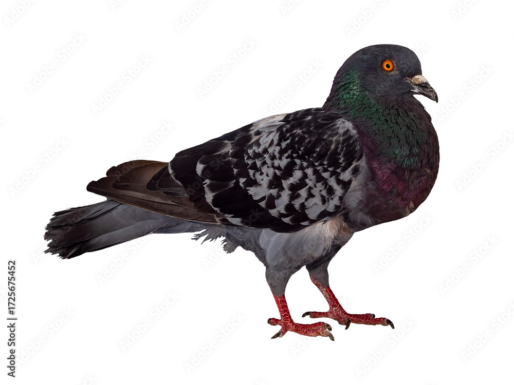 Fototapeta premium Domestic pigeon bird. The isolation is on a transparent background in the PNG format.