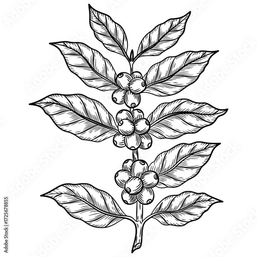 Coffee plant branch with leaf and berries. Coffee beans, fruit, seed. Natural organic caffeine. Black coffee on white background. Hand drawn sketch vector illustration coffee.
