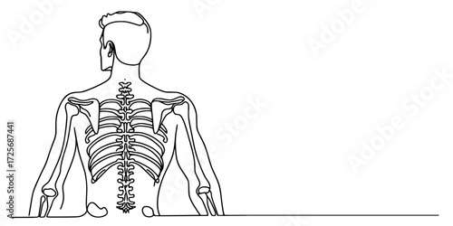 Human Skeleton from the Back, A black-and-white anatomical line drawing of the human upper skeletal system, viewed from the posterior