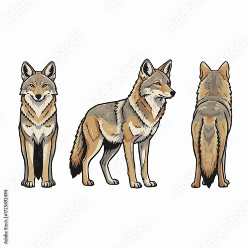 Coyote Wild Animal Illustration Front Side and Back View Set