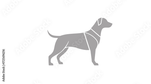 A gray dog stands in profile, wearing a harness, against a white background.