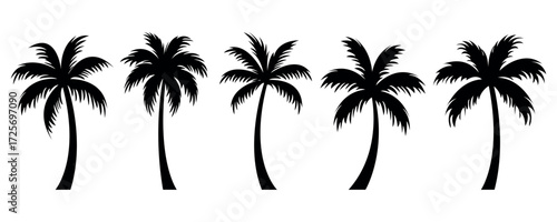 Set black silhouettes of palm trees on a white background. Vector illustration.