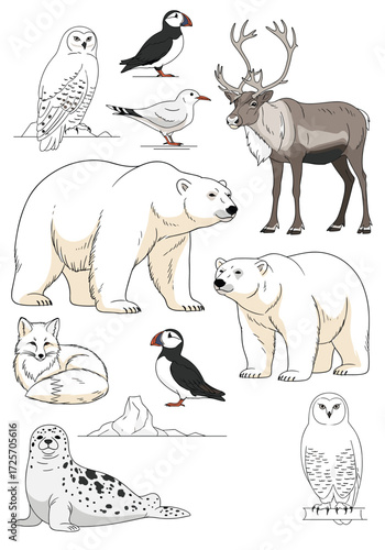 A collection of arctic animals including polar bears puffins seals reindeer arctic foxes and snowy owls.
