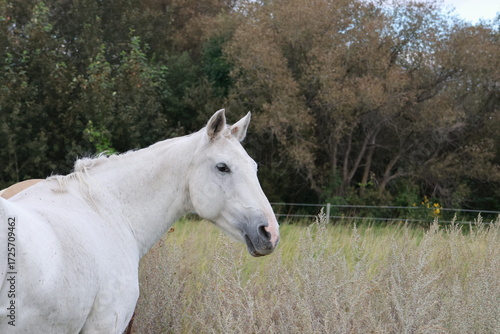 white horse in the field