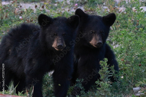 brown bear cub in the grass