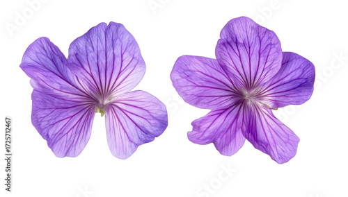 Two delicate purple flowers with intricate veining placed on a clean white background. their natural beauty. perfect for floral design or botanical studies