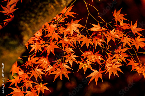 Many red maple leaves at Rikugien Garden,located in Tokyo city of Japan