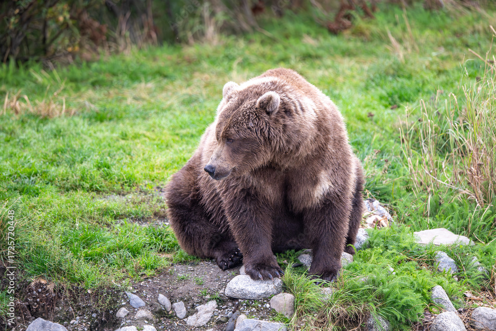Fototapeta premium Alaskan brown bear in September in Katmai National Park, Alaska