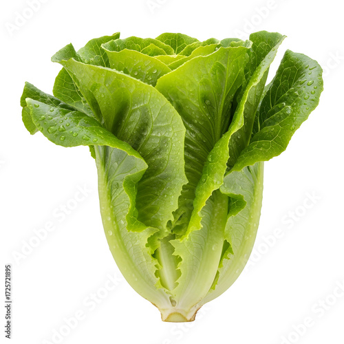 Fresh Head of Romaine Lettuce with Water Droplets on Black Background salad green