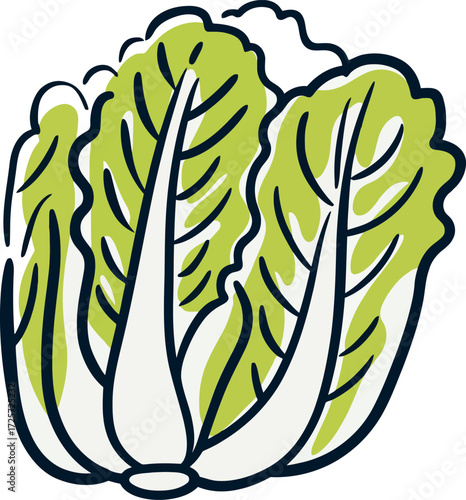 Fresh napa cabbage illustration healthy vegetarian food ingredient vector Hand drawn