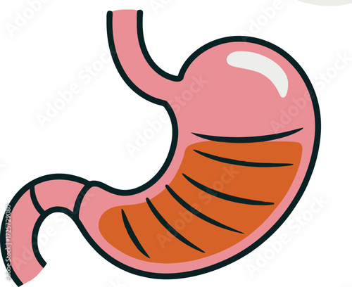 Anatomical stomach digestive system organ medical illustration vector Hand drawn