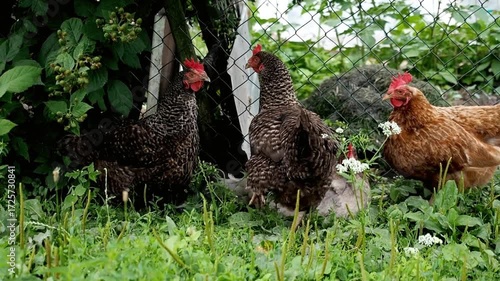 Several chickens are foraging for food in the green grass of a farmyard