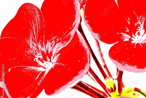 Close up of a red geranium blossom mixed media