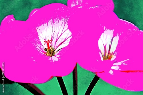 Close up of a pink geranium blossom mixed media