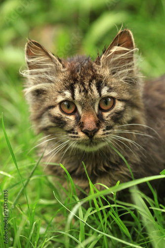 Wallpaper Mural Portrait of cute fluffy cat Torontodigital.ca
