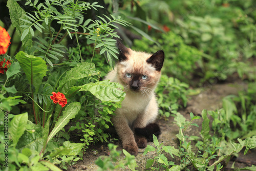 Portrait of cute fluffy cat